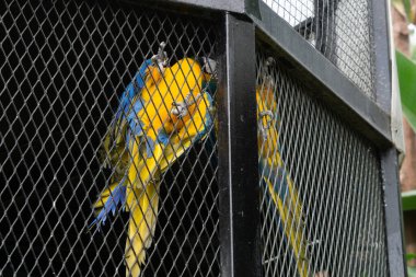 A vibrant and beautiful parrot inside a large cage at the zoo, showcasing its colorful feathers. The bird bright hues stand out against the metal bars of the cage clipart