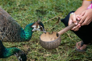 Canlı bir mavi tavus kuşu hayvanat bahçesinde besleniyor, tüylerini ve zarif görünümünü sergiliyor. Ayarlar doğal ortamlarda canlı bir etkileşimi vurguluyor.