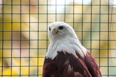 Güçlü bir kartal hayvanat bahçesine tünemiş keskin özelliklerini ve yoğun bakışlarını sergiliyor. Kuşların görkemli varlığı doğal ortamdaki vahşi yaşamın güzelliğini vurgular.
