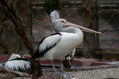 Hayvanat bahçesinde yüzen ve suda oynayan bir pelikan büyük gagasını ve zarif hareketlerini sergiliyor. Canlı sahne kuşun neşeli doğasını doğal ortamında yakalar.