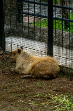 Rahatlamış bir Capybara hayvanat bahçesinde dinleniyor, sakin doğasını sergiliyor. Bu büyük kemirgen doğal ortamında huzurlu bir anın tadını çıkarıyor, büyüleyici bir eğlence manzarası sağlıyor.