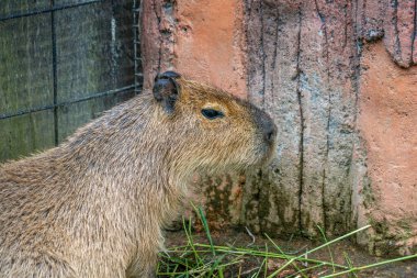 Rahatlamış bir Capybara hayvanat bahçesinde dinleniyor, sakin doğasını sergiliyor. Bu büyük kemirgen doğal ortamında huzurlu bir anın tadını çıkarıyor, büyüleyici bir eğlence manzarası sağlıyor.