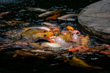 Bir grup renkli koi balığı bir gölette toplandı, hevesle besleniyorlar. Canlı renkleri, sakin suda birlikte yüzerken güzel ve huzurlu bir sahne yaratır.