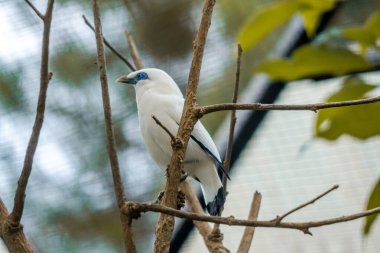 Hayvanat bahçesindeki bir ağaç dalına tünemiş bir Bali Mynah çarpıcı beyaz tüylerini ve mavi yüz derisini sergiliyordu. Kuş doğal çevresiyle uyumlu bir şekilde harmanlanır.