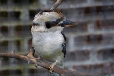 Hayvanat bahçesindeki bir kafesin içinde dalda oturan bir yalıçapkını kendine özgü özelliklerini ve canlı tüylerini sergiliyor. Kuşun sakin tavrı tutsak çevresine cazibe katıyor.