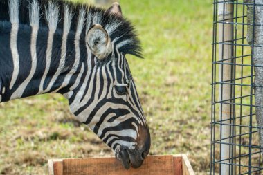 Hayvanat bahçesinde ahşap bir platformda otlayan bir zebra. Arka planda geniş bir savana manzarası var. Zebra siyah ve beyaz çizgiler doğal manzaraya karşı duruyor.