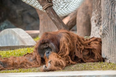 Hayvanat bahçesinde dinlenen bir orangutan, ender rastlanan saçlarını sergiliyor. Primat sakin ve rahat görünüyor, doğal ortamına uyum sağlıyor.