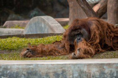 Hayvanat bahçesinde dinlenen bir orangutan, ender rastlanan saçlarını sergiliyor. Primat sakin ve rahat görünüyor, doğal ortamına uyum sağlıyor.