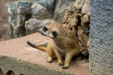 Güney Afrikalı bir mirket hayvanat bahçesindeki bir kayanın üzerinde duruyor ve çevresini gözlemliyor. Bu küçük memelinin tuhaf ve dikkatli davranışı doğal bir hayvanat bahçesi ortamında yakalanır.