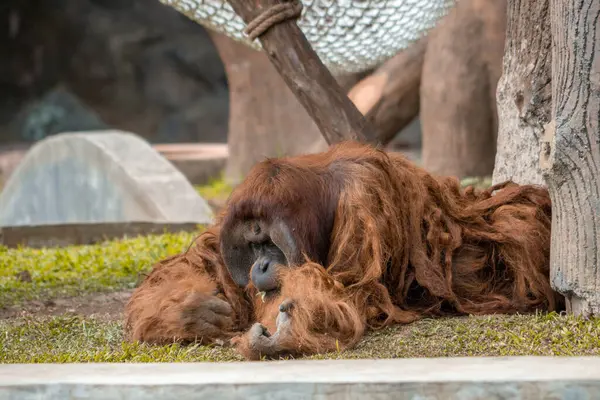 Hayvanat bahçesinde dinlenen bir orangutan, ender rastlanan saçlarını sergiliyor. Primat sakin ve rahat görünüyor, doğal ortamına uyum sağlıyor.