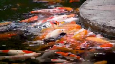 Göldeki koi balığı.