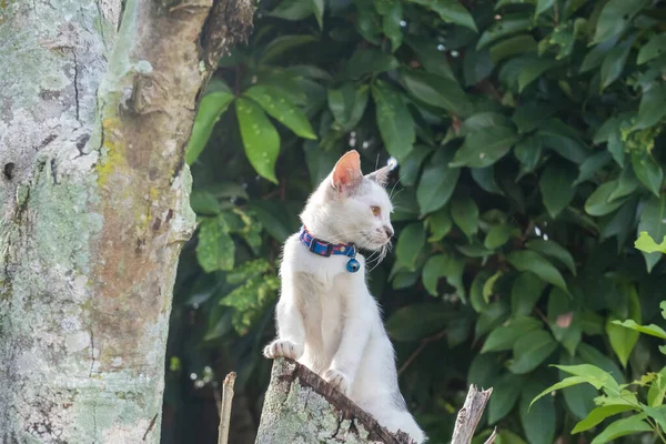 Şirin beyaz kedi ağaç dalında oturuyor.