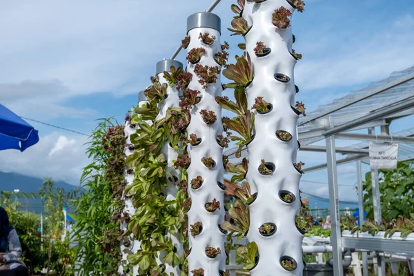 plantation of red lettuce or salanova lettuce with the vertical hydroponic method, vertical hydroponic tower pipes