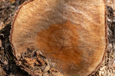 Görünür büyüme halkalarına sahip bir ağaç gövdesinin kesitinin yakın çekimi