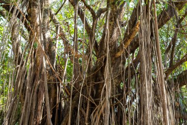 Birbirine dolanmış Ağaç Dalları ve Kökleri