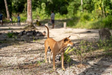 Tropikal Ormanda Duran Kahverengi Köpek