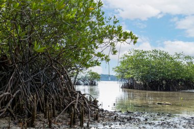 Sığ Suda Kökleri Ortaya Çıkan Mangrov Ağaçları