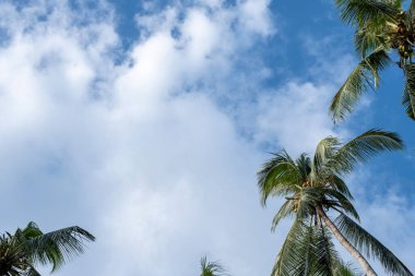 Bulutlu Mavi Gökyüzüne Karşı Palmiye Ağaçları