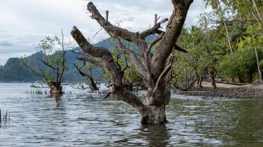 Suya batırılmış bir Mangrove Ağacı