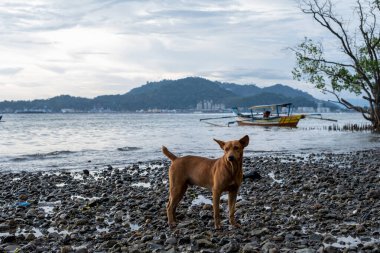 Kahverengi Köpek Rocky Sahilinde duruyor Arka planda bir tekne ve şehir silueti ile