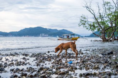 Arka planda teknesi olan kahverengi bir köpek Rocky Sahilinde yürüyor.