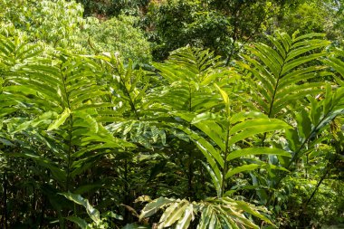 Lempuyang tree plant or Zingiber spectabile Griff which grows abundantly in the forests of Sumatra, Indonesia clipart