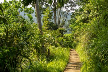 Dar toprak yol, sıcak güneş ışığında canlı bir tropikal ormandan geçiyor.