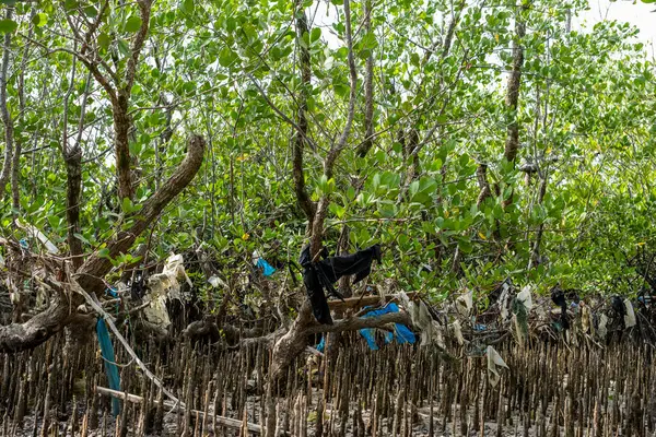 Plastik Kirliliğiyle Mangrove Ormanı