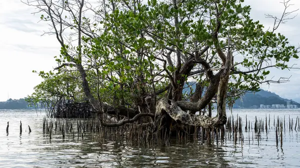 Çarpık Mangrove Ağacı Sığ Suda Kökleniyor