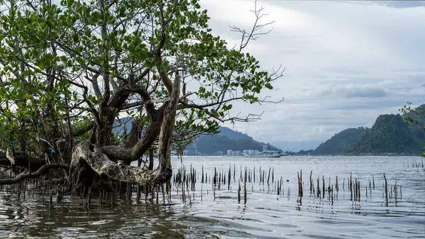 Mangrove ağacı sakin suya doğru uzanıyor.