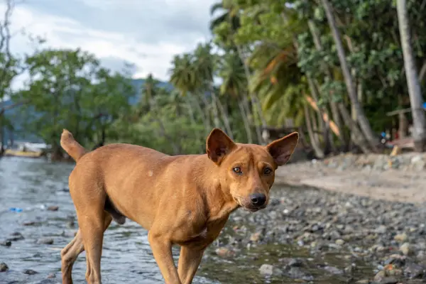Tropik bir plajda duran kahverengi bir köpek.