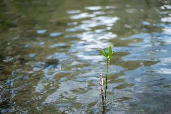 Dalgalanan sudan çıkan tek bir Mangrove Filizi