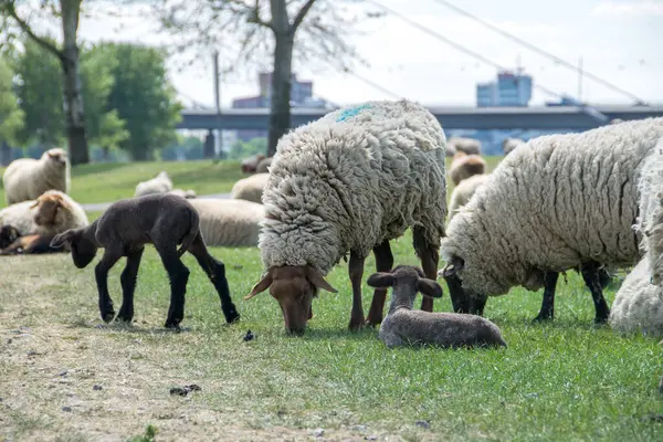 Duesseldorf 'un büyük şehir zeminine karşı Ren' de koyun otlatıyorlar.