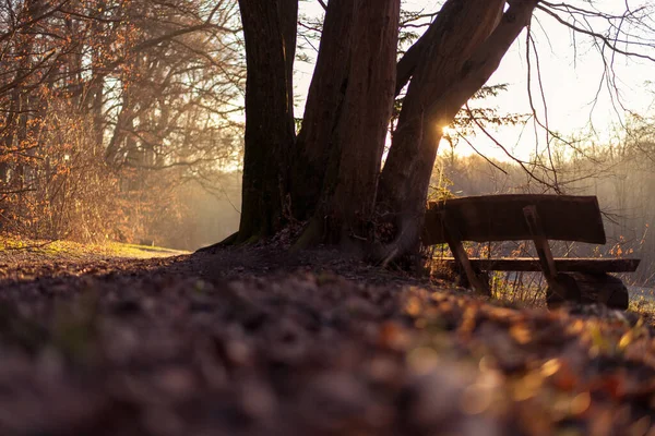 Under a beautiful large tree in the forest is a bench with a view of the rising autumn sun