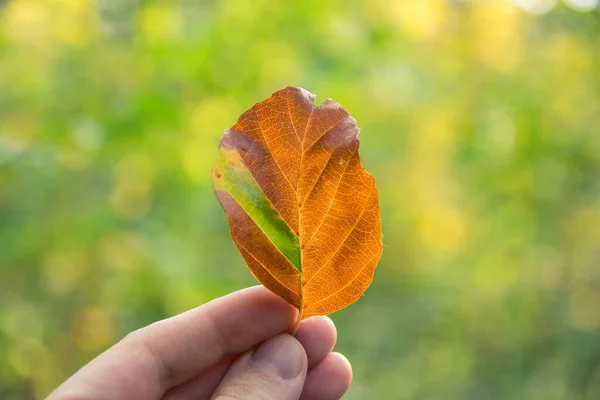 Alışılmadık bir kahverengi yaprak, sadece bir bölümde hala yeşil, ağaçtan düştü..