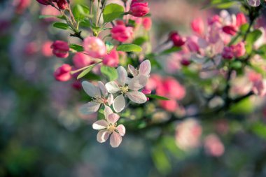 İlkbaharda çok renkli güzel elma çiçeklerini kapatın.