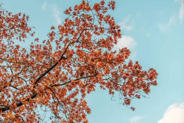 stock image The leaves of a tree glow an autumnal red against the blue sky.