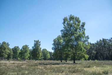Ağaçlı güzel fundalık manzarası