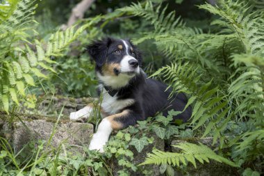 Köpek doğa yürüyüşü - Avustralya çoban köpeği
