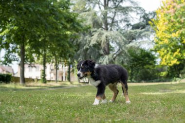 Köpek doğa yürüyüşü - Avustralya çoban köpeği