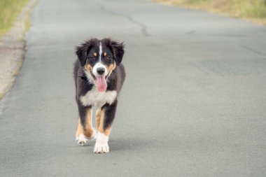 Köpek doğa yürüyüşü - Avustralya çoban köpeği