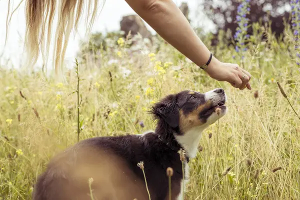 Köpek doğa yürüyüşü - Avustralya çoban köpeği