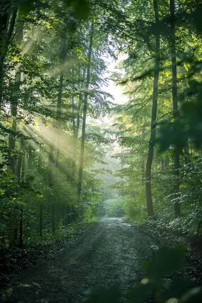 Güneş ışınlarının sabah sisinde görülebildiği ormandaki muhteşem sabah atmosferi.