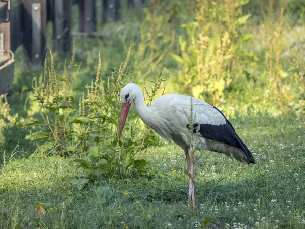 stock image A stork is foraging in a meadow