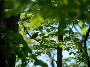 Ormandaki bir dalda bir kuş oturuyor.