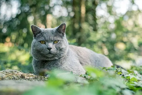 Güzel gri bir kedi orman yolunda rahatça yatıyor.