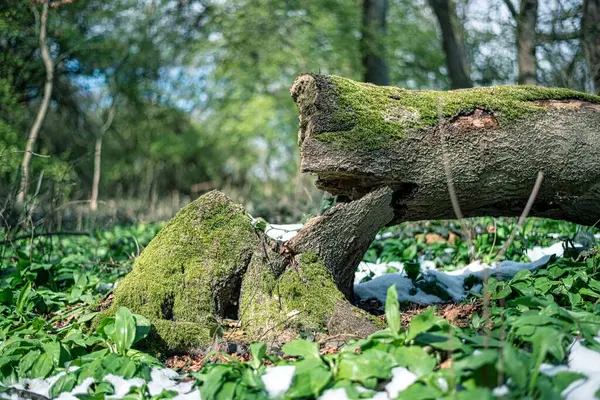 stock image A fallen tree in the middle of a wild garlic field