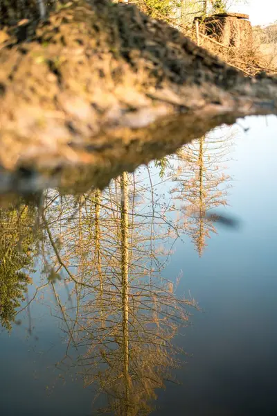 stock image Reflection in a puddle in the forest