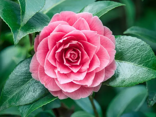 Stock image Beautiful pink camellia flower