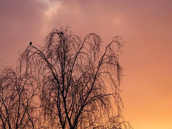 stock image Two birds sit in a tree and warble a song in the morning sun